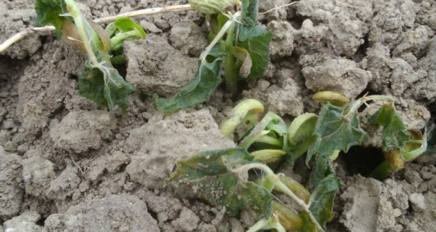 Čapljina, nepogoda, elementrana nepogoda