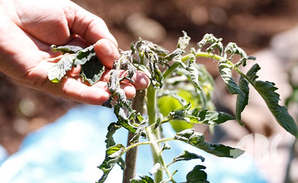 štete, milijunske štete, Hercegovina