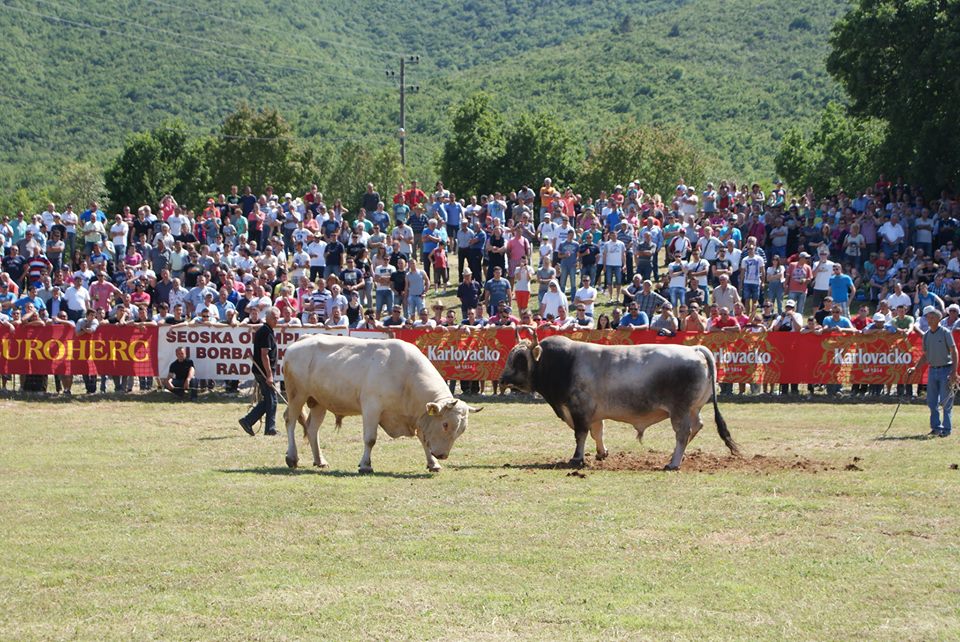 radošić, borba bikova