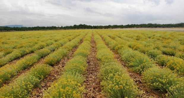 smilje, ubrano smilje, krađa