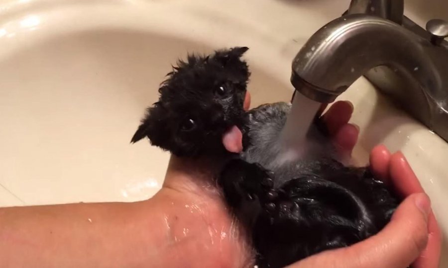 maca, kupanje