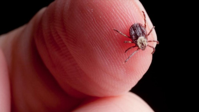 krpelj, vegetarijanci , krpelj, krpelji, krpelj, ugriz krpelja, ugriz krpelja, krpelj, krpelji, krpelji, ugriz krpelja, krpelj, krpelj, način skidanja krpelja, istraživanje, ugriz krpelja, krpelj, način skidanja krpelja, krpelji