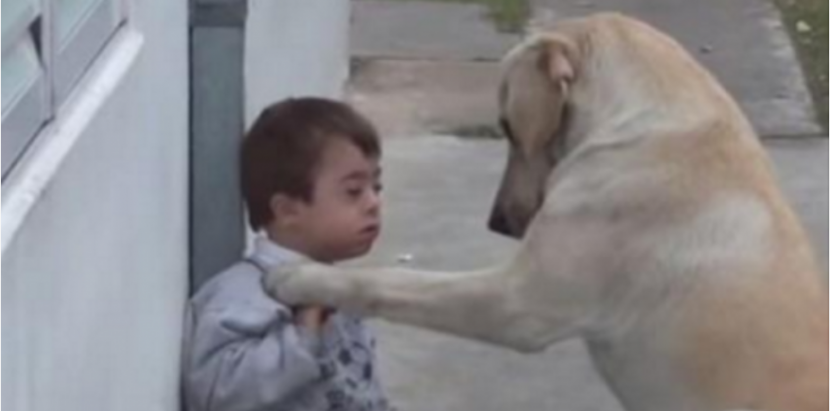 Down sindrom, labrador