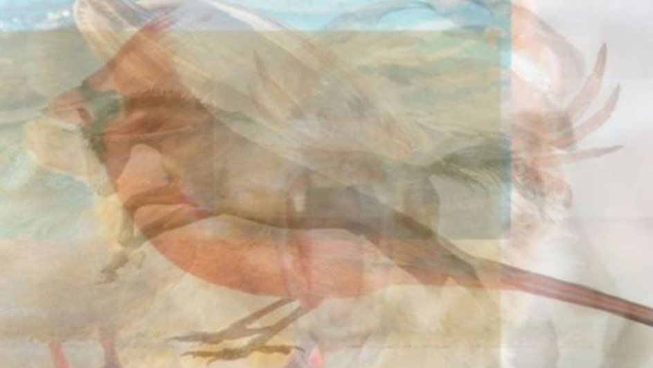 slika, životinje, istraživanje