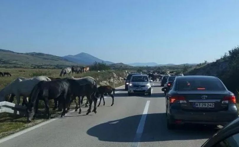 Šuica, divlji konji