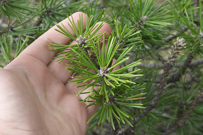 borove iglice, vitmin c, ljekovita biljka, ljekovita djelovanja , ljekovito bilje