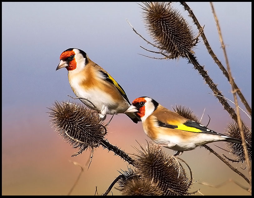 štiglić, krivolovci