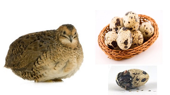 Prepeličja jaja , zdrava hrana, zdrava namirnica, vitamin b, Prepelica 