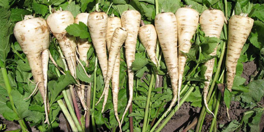 Pastrnjak, hranjiva biljka, ljekovita biljka