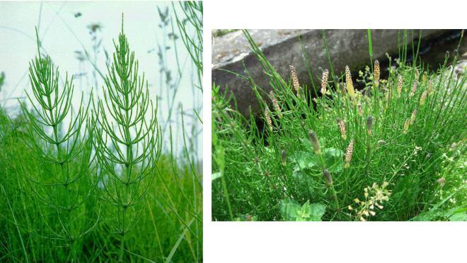 Preslica poljska, Poljska preslica, močvarna preslica