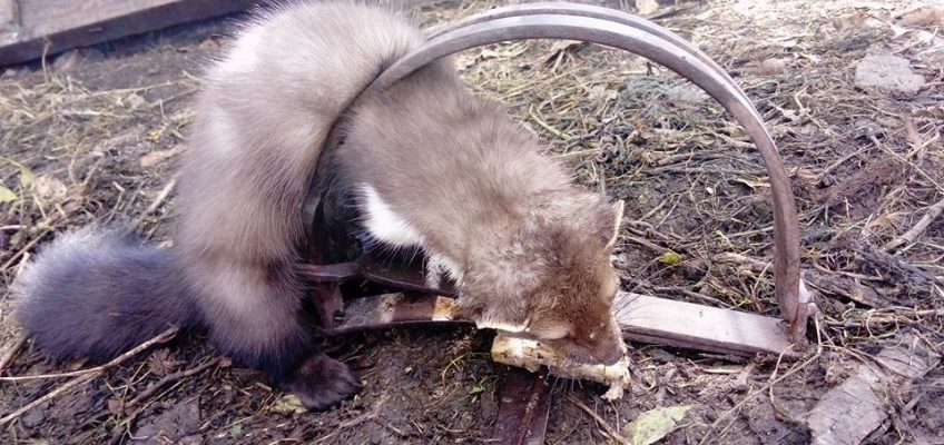 džudžan, Tomislavgrad