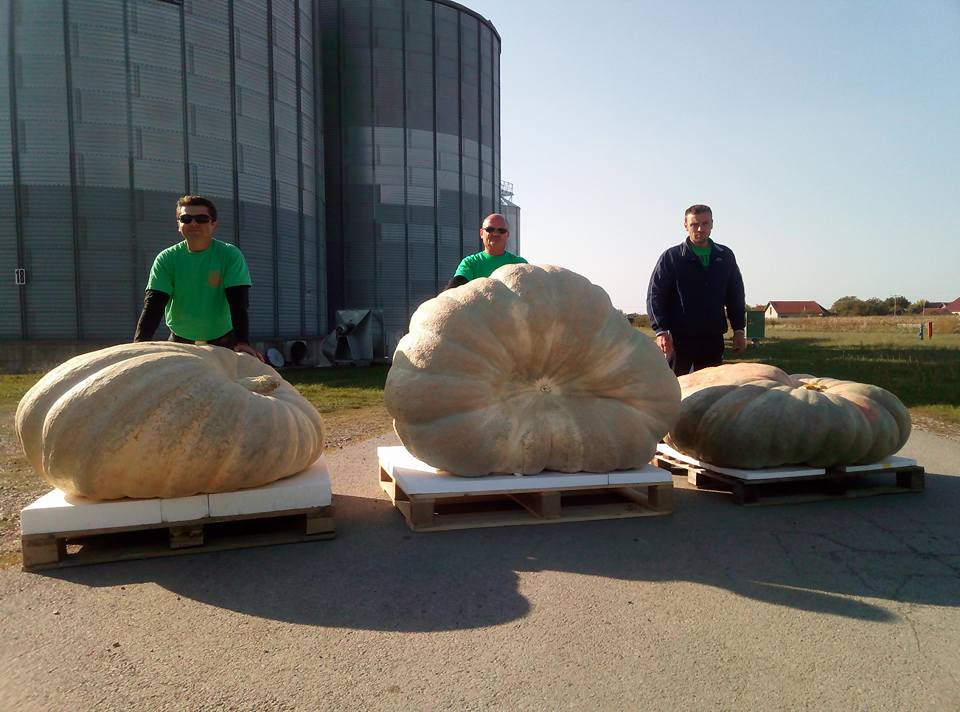 bundeva, najveća bundeva, natjecanje
