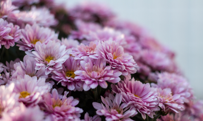 cvijeće, blagdan svi sveti