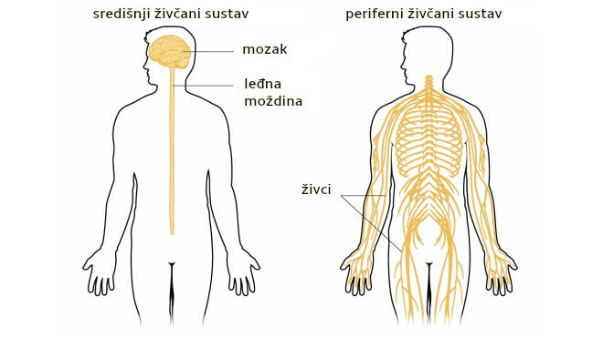 Polineuropatija, ugriz krpelja, dijabetes, Simptomi polineuropatije