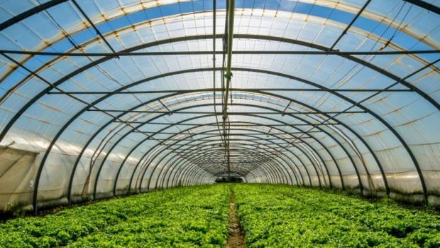 plastenik, Livno, Općina Livno