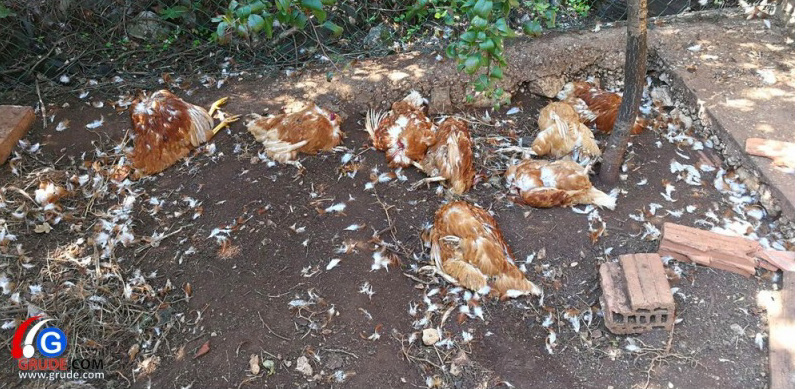 džudžan, Grude, džudžan, Grude, Hercegovina, džudžan