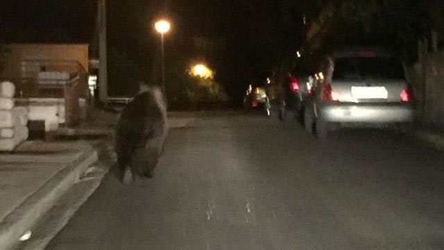 medvjed na ulici