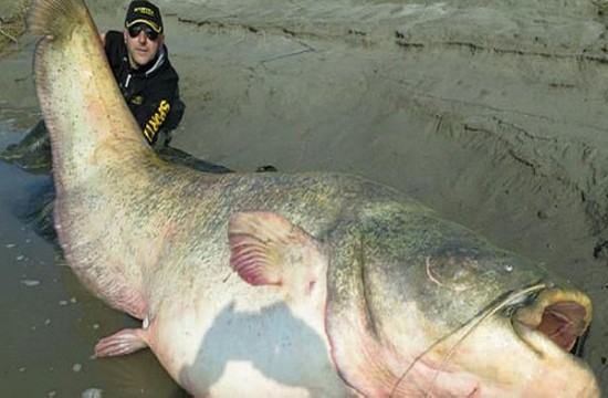 som, ljudske kosti , Poljska