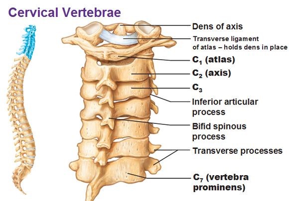 Dijagnoza, cervikalne spondiloze, Pritisak u vratu , Cervikalna spondiloza, Cervikalni sindrom, vratni mišići, simptomi hernija diska, protiv intermitentnih groznica i neuralgija, Diferencijalna dijagnostika, neuralgija trigeminalnog živca , cervikalna kralježnica, Hernija, Hernija diska