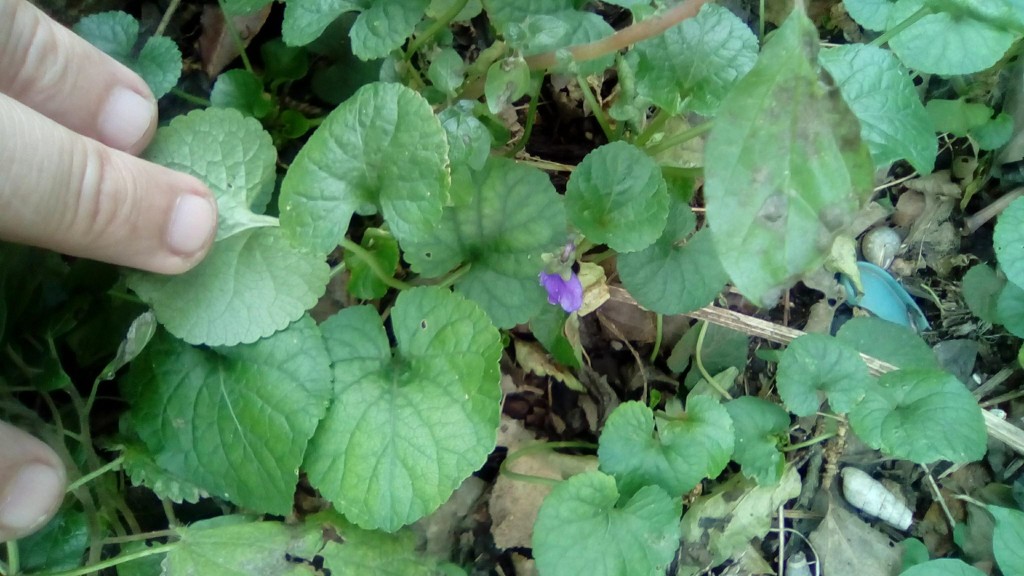 Mostar, ljubičice, prosinac