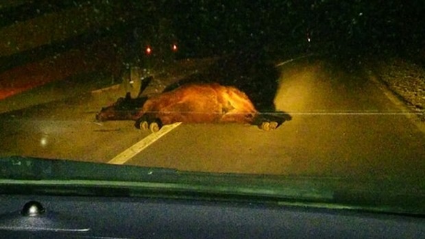 divlji konji, borova glava