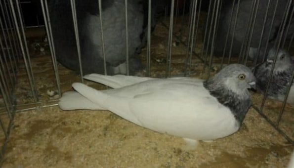 golubovi, Hercegovina