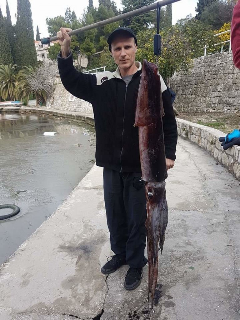 divovski lignjun    , cavtat