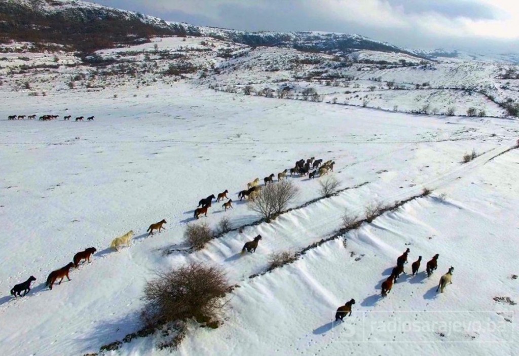 Livno, divlji konji, Hercegovina