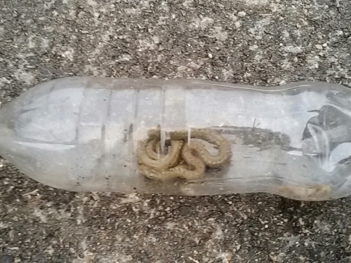 zmija, iznad prosjeka topla zima