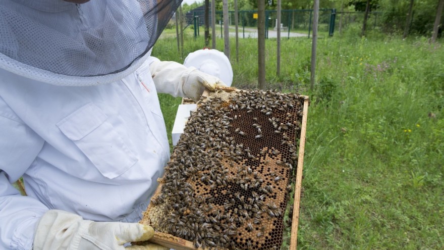 Marijo Krešić, pčelarstvo, pčelari