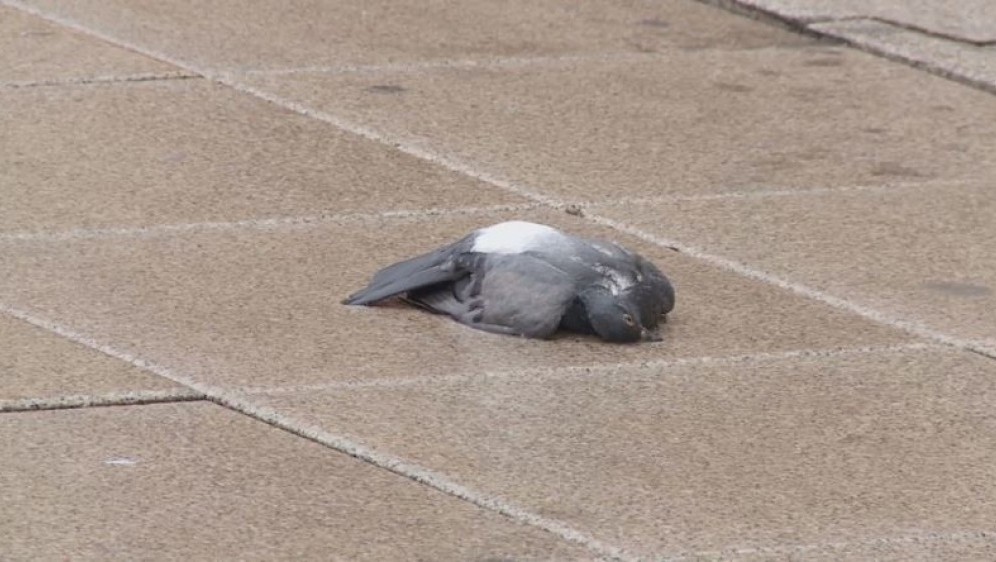 golubovi, toksikološki rezultati 