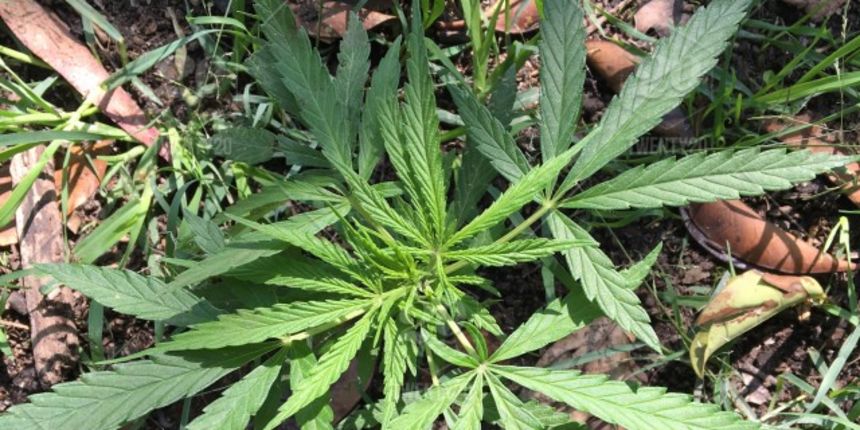 marihuana, burza, wall street 