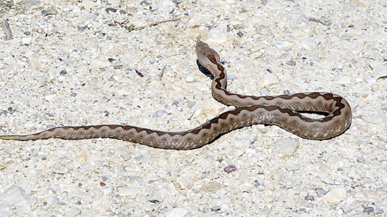 poskok, oprez, poskok