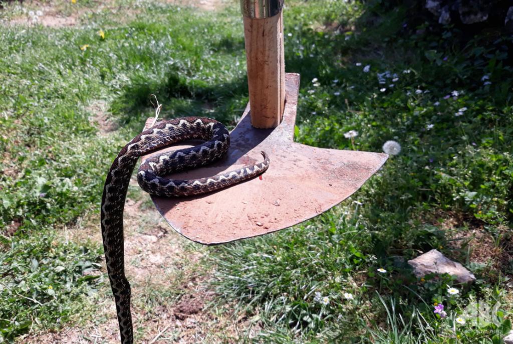 crnostrik, smilje, hercegovačko smilje