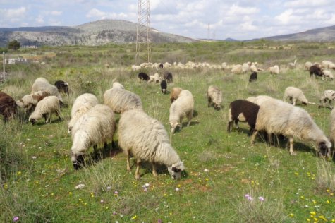 pastir, Čapljina