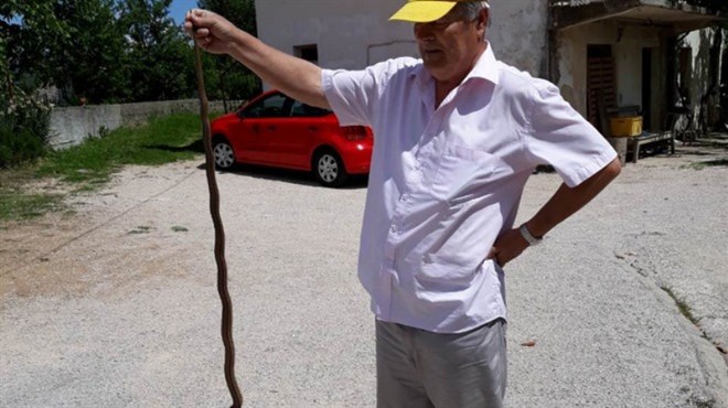 Grude: Profesor uređivao lovor višnju, zmija dugačka 140 centimetara nije ga uspjela iznenaditi