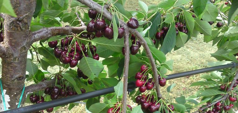 trešnje, Hercegovina