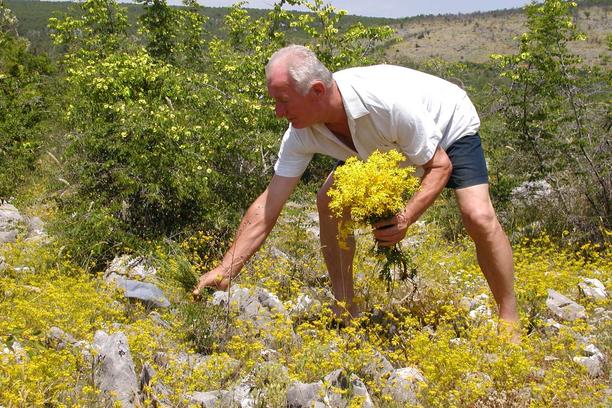 poljsko bilje, Ljekovito, ljekovito bilje