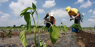 poticaj, poljoprivreda
