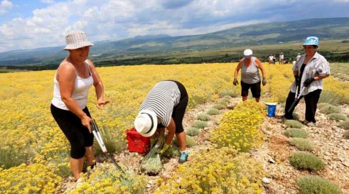 uzgajivači, maline, smilje