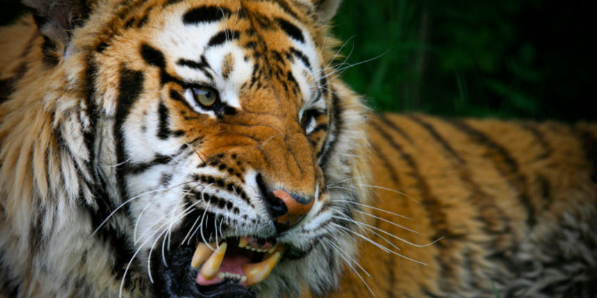 pionirska dolina, Sarajevo, bengalski tigar