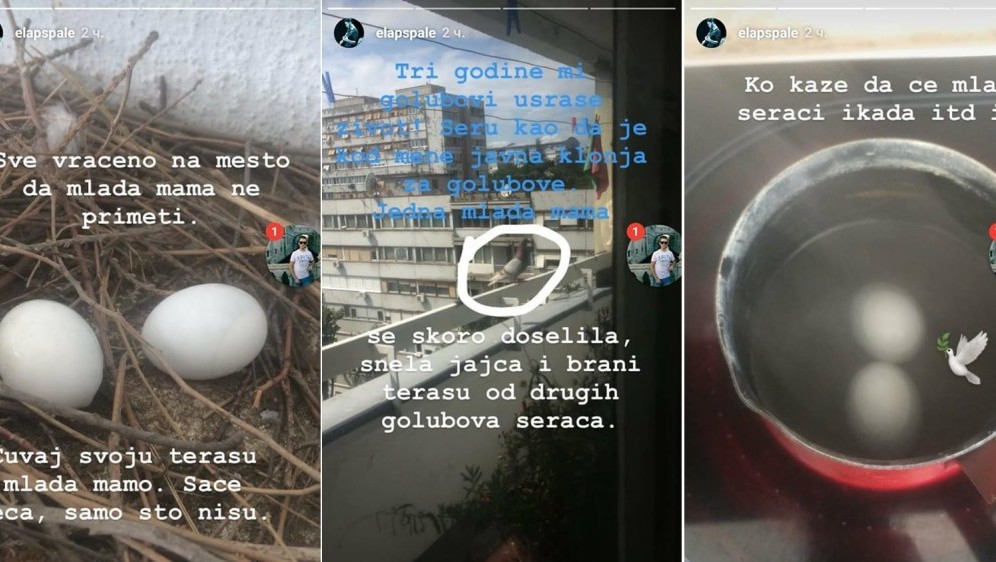 nikola spasić, golubovi