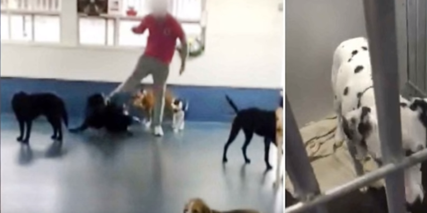 zlostavljanje životinja