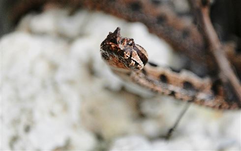 poskok, Orebić, poskok, ugriz zmije, zmija