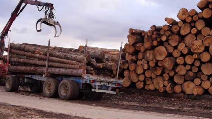 Šumarija isporučila 3.500 kubika ogrijevnog drveta, a mnogi i dalje traže ogrijev 