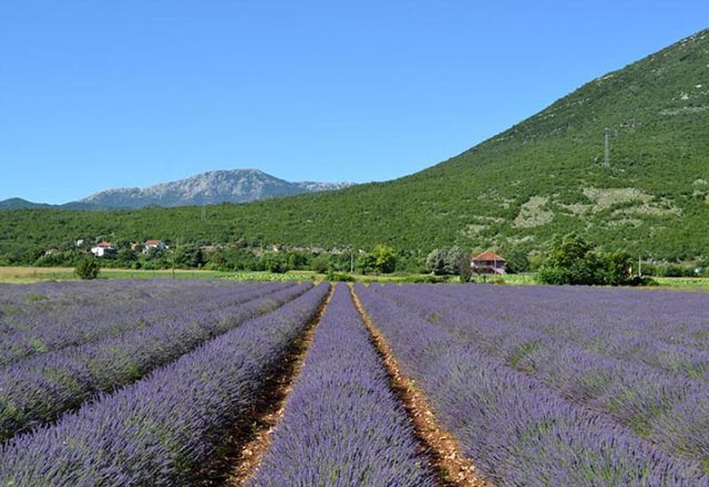lavanda