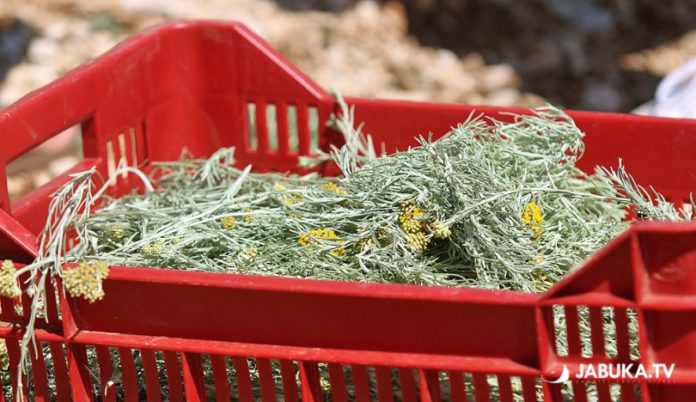 smilje, smilje, ahmet džubur, vijesti