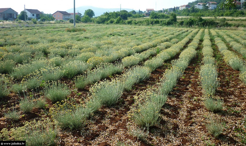 smilje, hercegovačko smilje, smilje, hercegovačko smilje, ubrano smilje, smilje, hercegovačko smilje, ubrano smilje, smilje, hercegovačko smilje, smilje, hercegovačko smilje, smilje, hercegovačko smilje