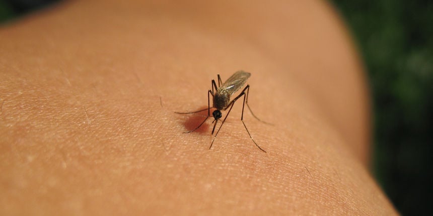 virus zapadnog nila, komarci, tigrasti komarci, krpelji, tigrasti komarci, bolesti, ubodom zaraženih komaraca, komarci, ubod komarca, ubod komarca, komarci