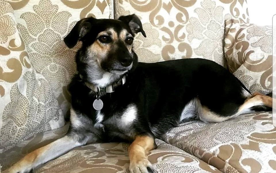 Pas, Daniela Škegro, značenje, ponašanje, kućni ljubimci